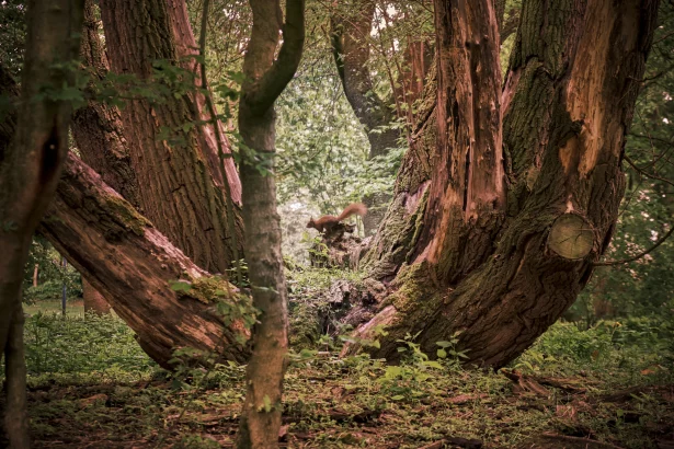 5 Sehenswürdigkeiten in Leverkusen
